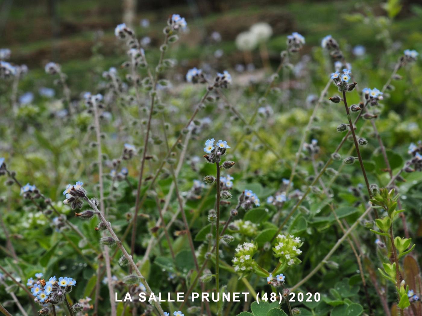 Forget-me-not, Early plant